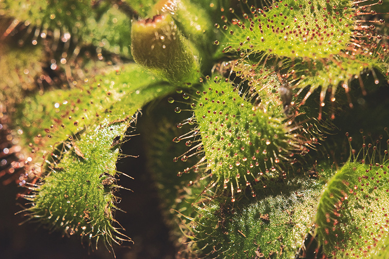 Improving stem cell culture using carnivorous plants