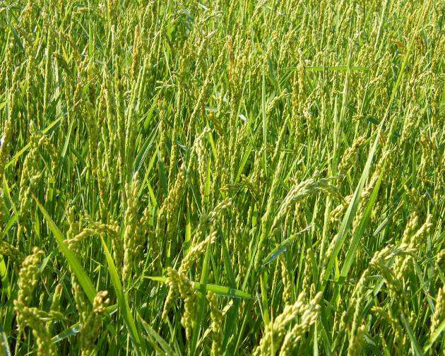 RICENUT-INNO technology - A novel complex rice nutrition and conditioning process