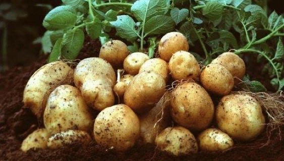Seeking technology for controlling weeds in potato fields
