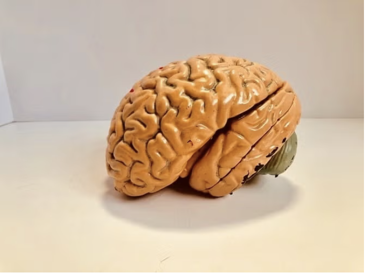 Cortical Challenge and Recovery Test (CCaRT)