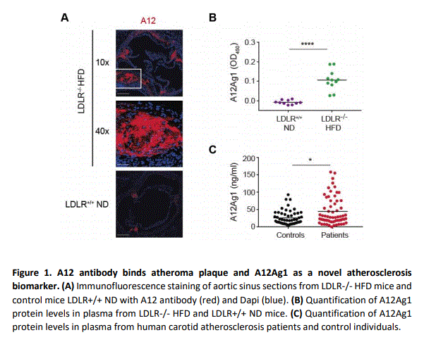 Antibodies for the diagnosis and/or treatment of atherosclerosis