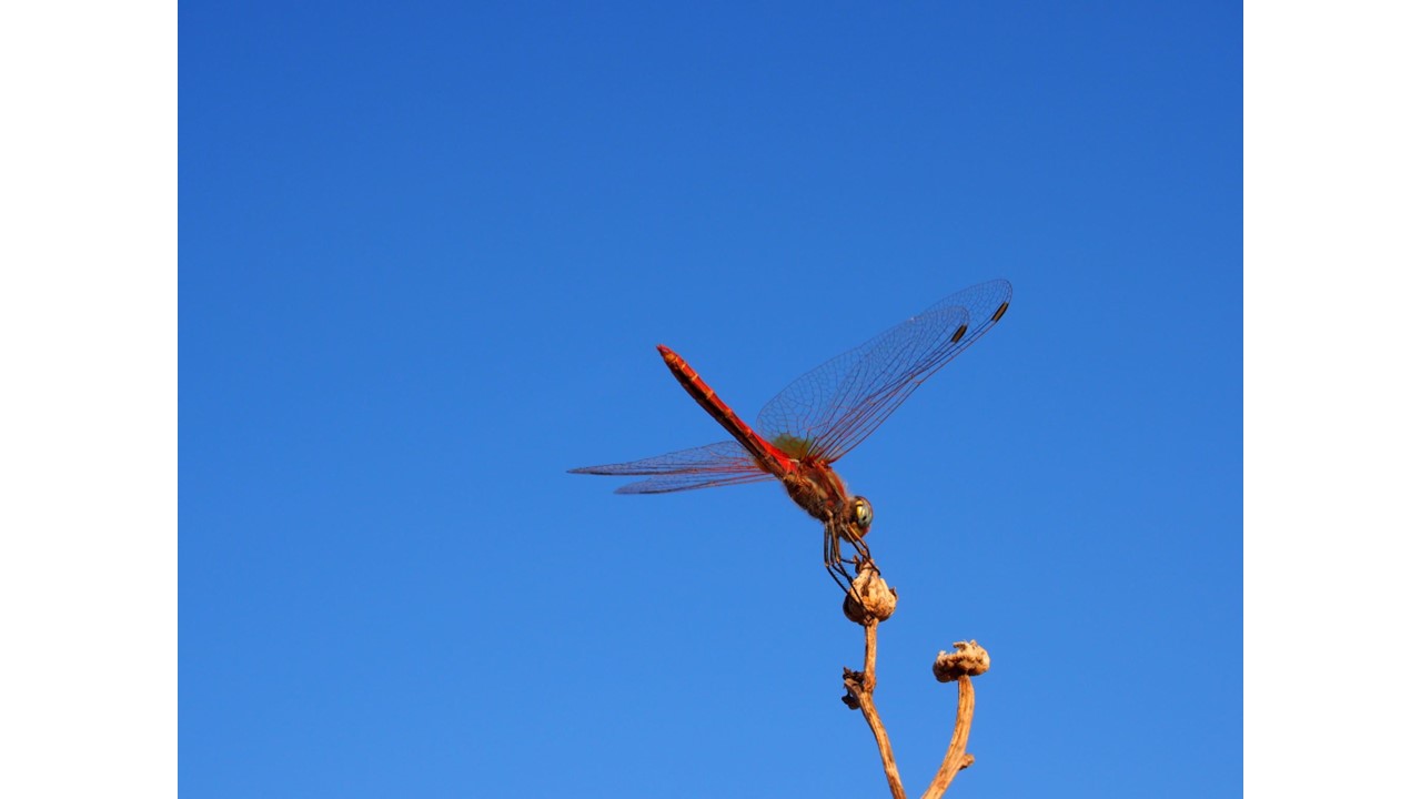 Seeking Solutions to Kill or Repel Flying Insects Inside the Home