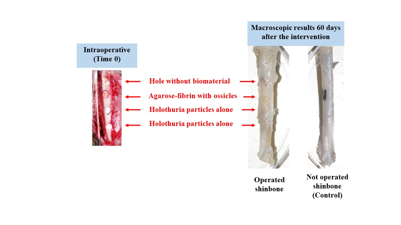 New biomaterial for bone tissue regeneration
