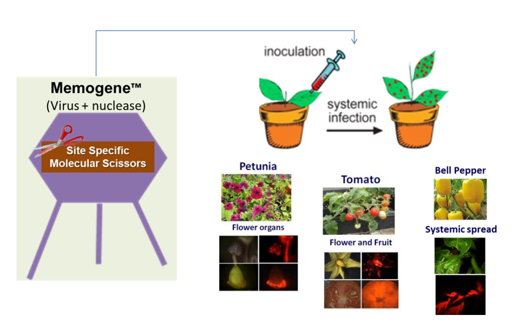 Biologic and Genetic Marking - Memogene