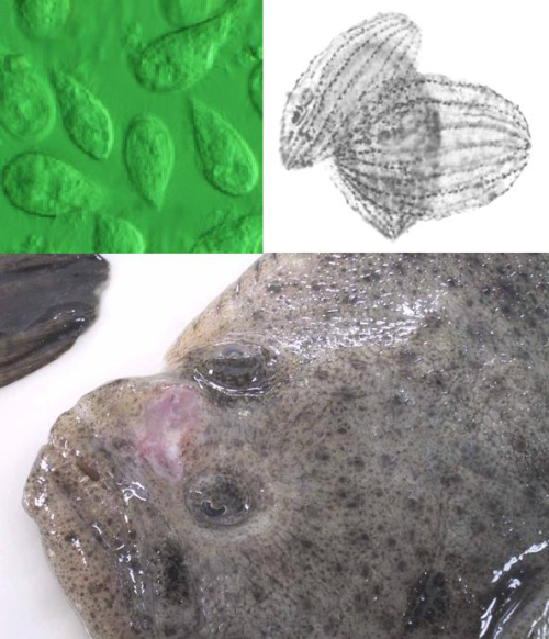 Non-invasive detection of scuticociliatosis in flat fishes
