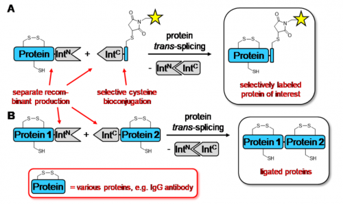 Protein coupling using cystein-free inteins