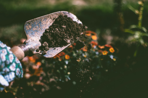 Plant growth-promoting microorganisms in metal-contaminated soil