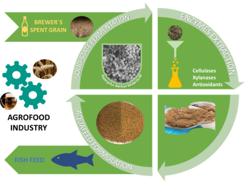 Enzyme-rich extract for Improvement of aquafeeds