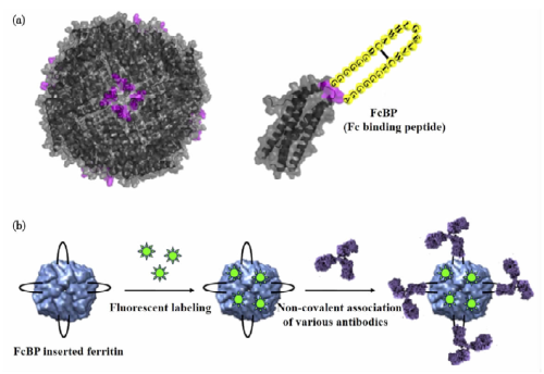 Natural Nanocarriers for Delivery Protein Drug